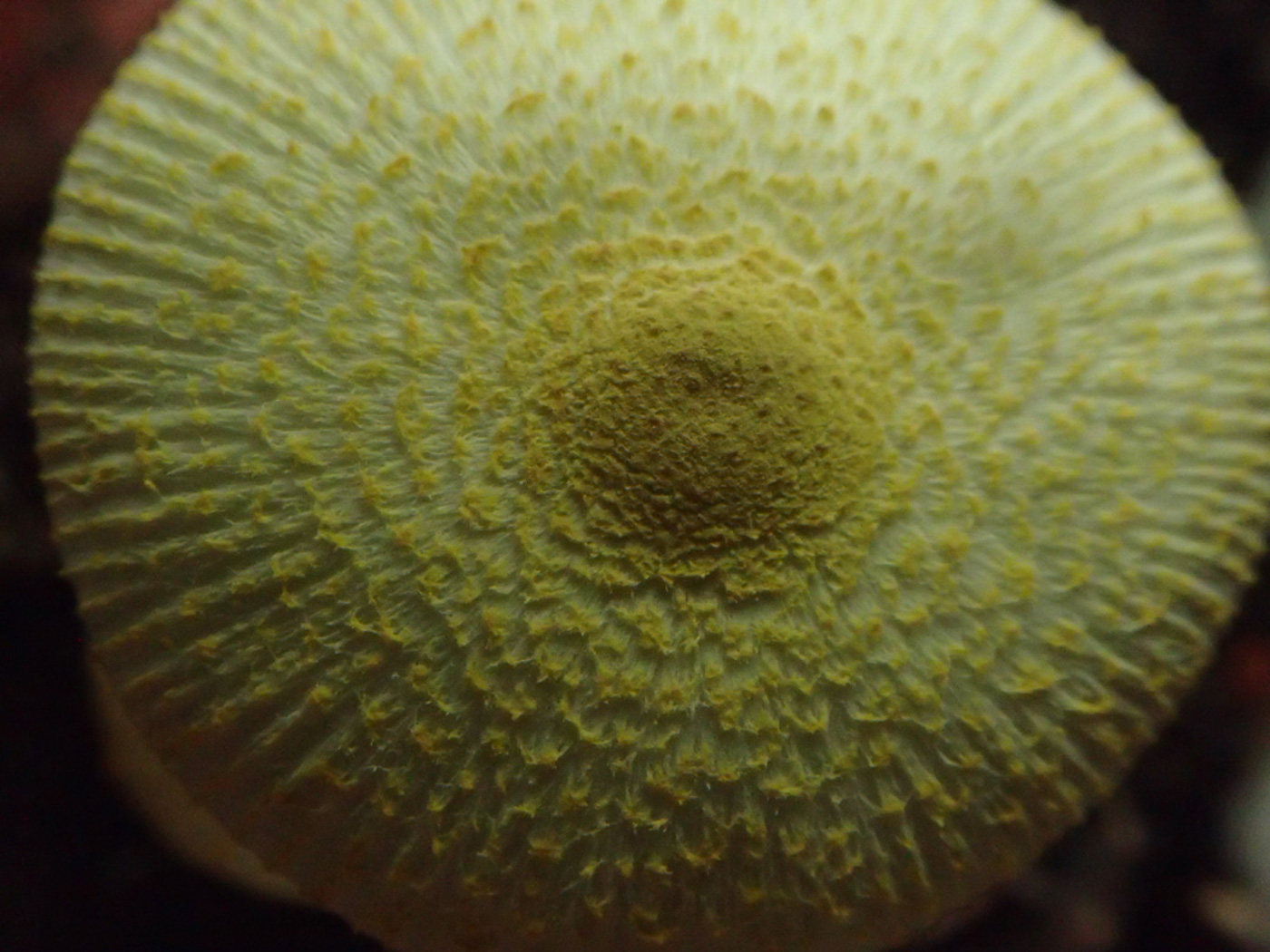 Photo © Sarah Ebdon Leucocoprinus birnbaumii by Sarah Ebdon